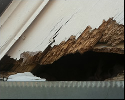 Squirrel damage in Broadlands VA