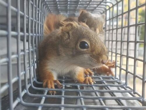 A couple of Squirrels in one of our cages