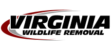 Broadlands Wildlife Removal